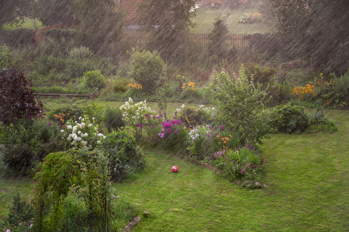 Ein grüner Garten im Regen