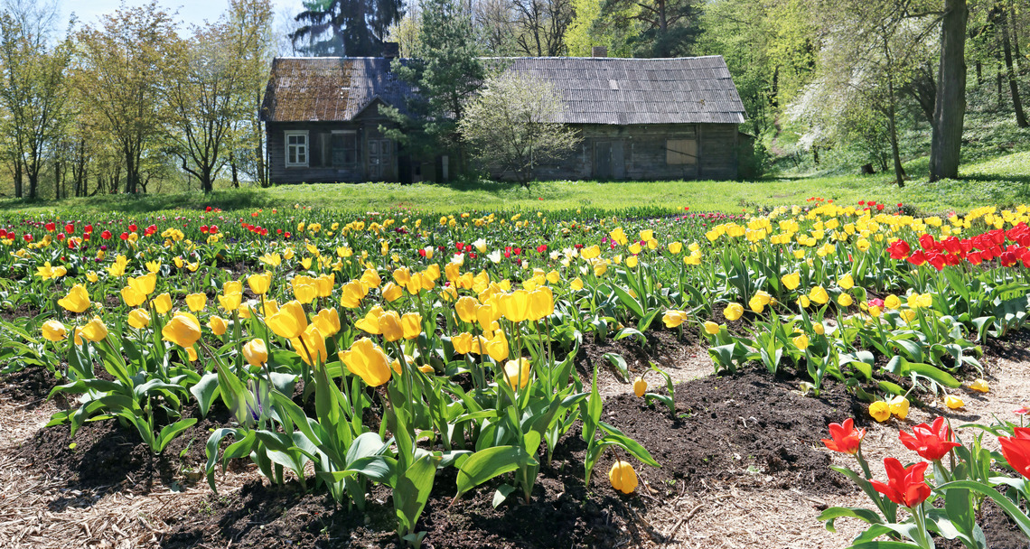 Ein Tulpenbeet vor einem Haus im Grünen