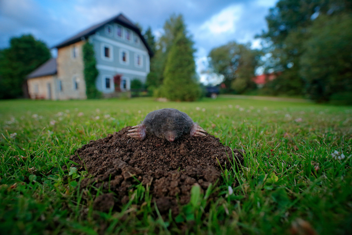 Ein Maulwurf in einer Wieße auf grünen Raßen vor einem Haus