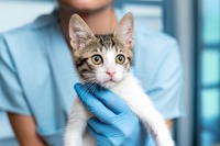 Tierärztin hält Katze in den Händen