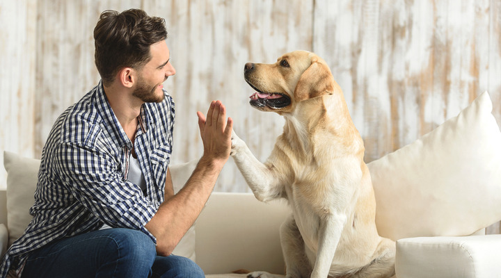 Hundehalter-Haftpflichtversicherung Hundehalter-Haftpflichtversicherung