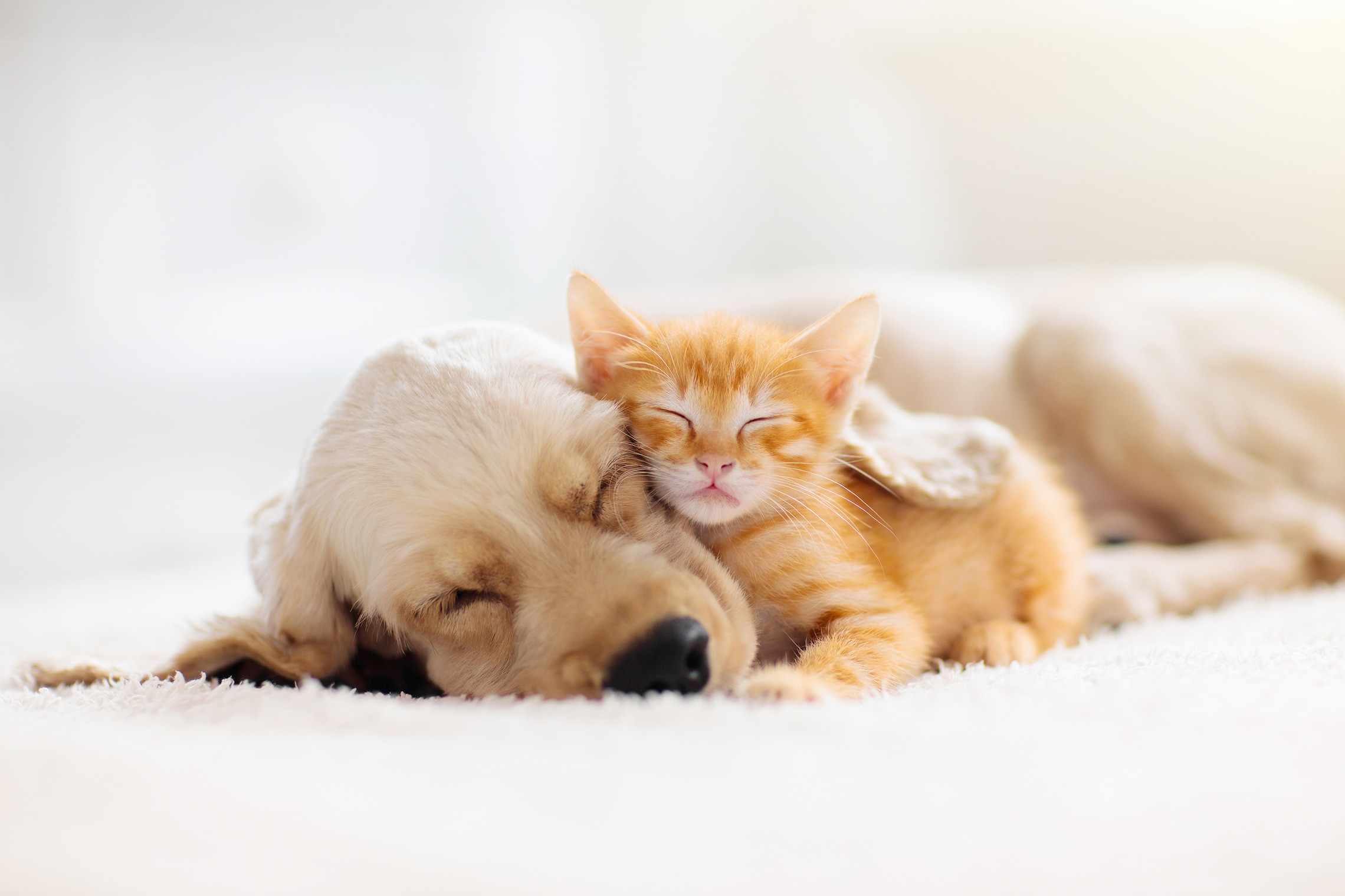Hund, Katze, Maus Hund und Katze kuscheln | Haustierversicherung