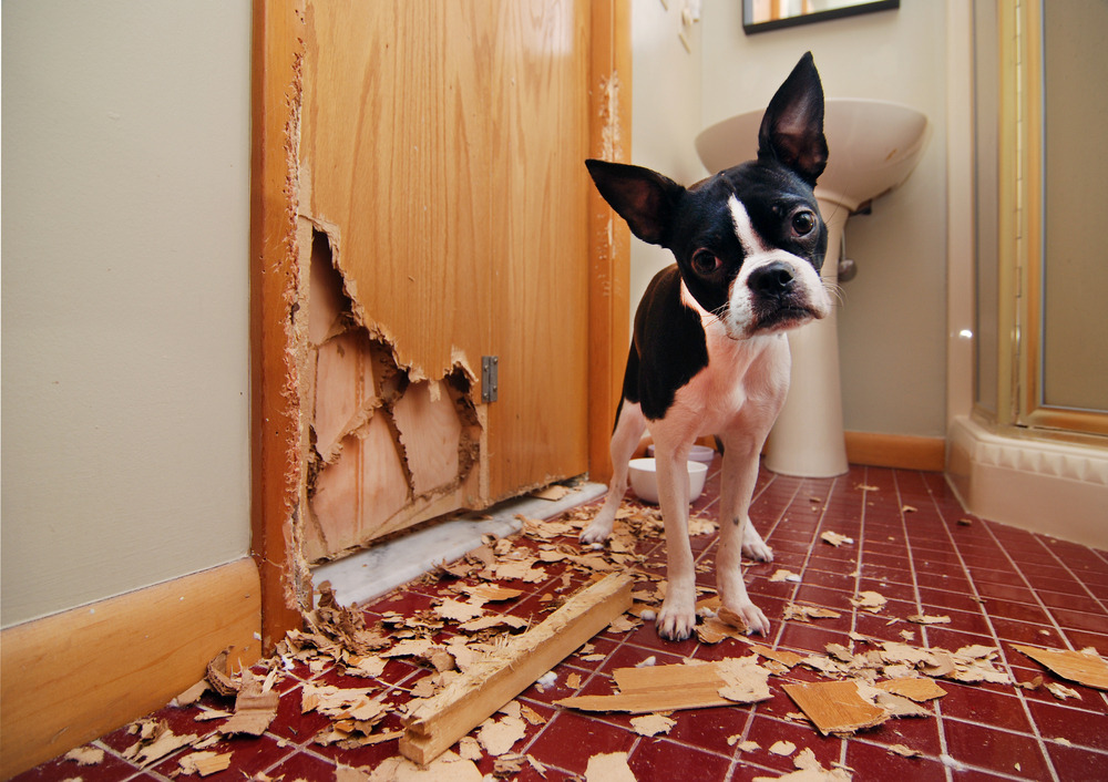 Ein Hund der eine Tür abgekaut hat